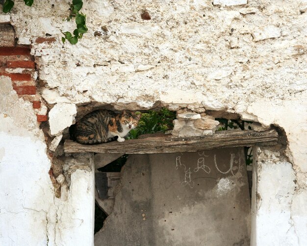 Foto gatto seduto su un muro di pietra