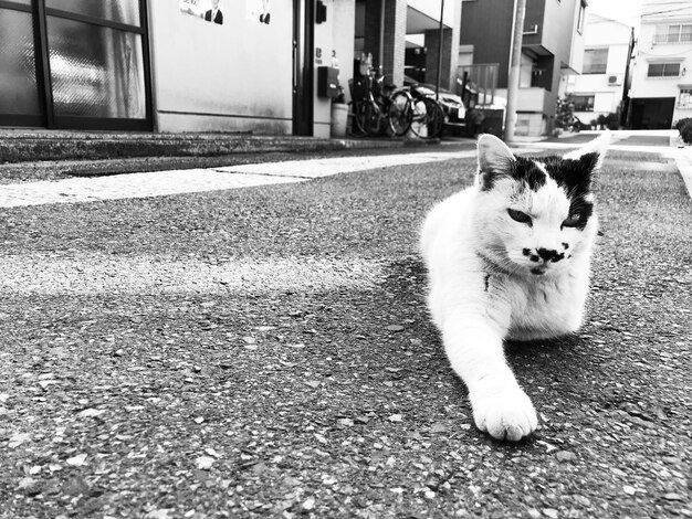 Photo cat sitting on street in city