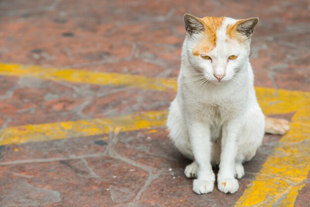 Cat sitting on the street and waiting for owner