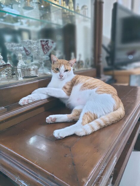 Cat sitting on table by window