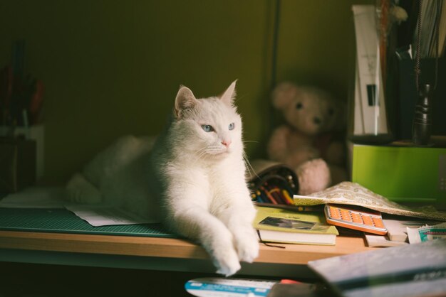 Photo cat sitting on table at home