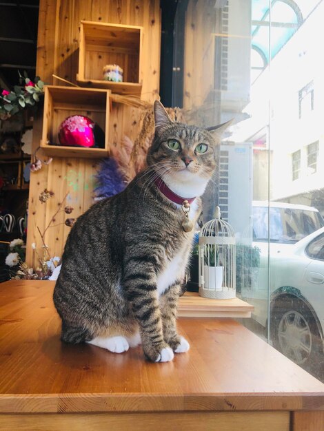 Cat sitting on table at home