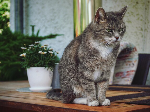 Photo cat sitting on table