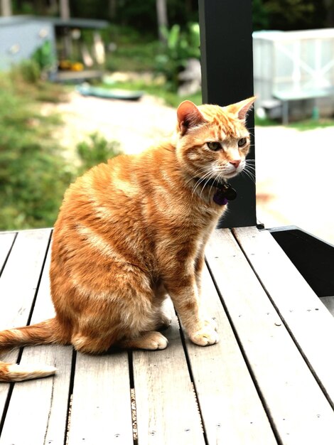 Cat sitting on table