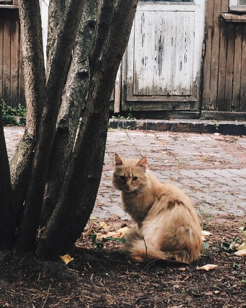 Кошка, сидящая на стволе дерева