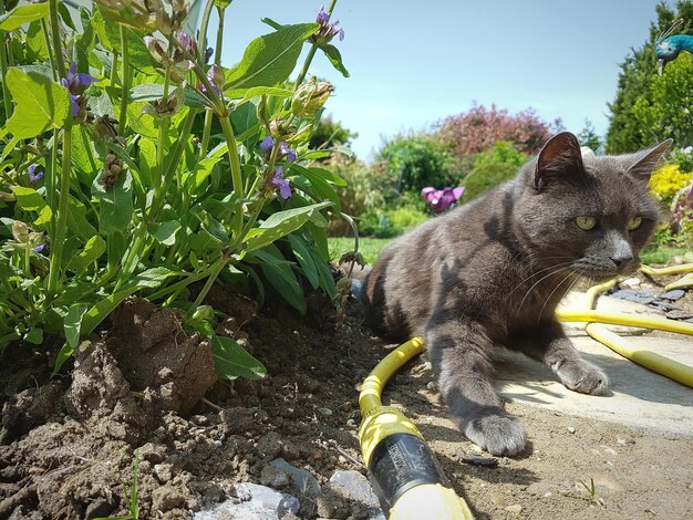 Cat sitting on tree