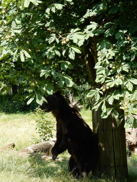 Photo cat sitting on tree