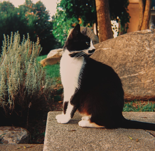 Foto gatto seduto su un muro