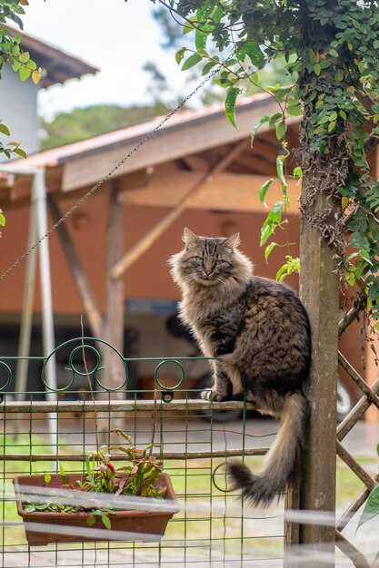 Photo cat sitting on a wall