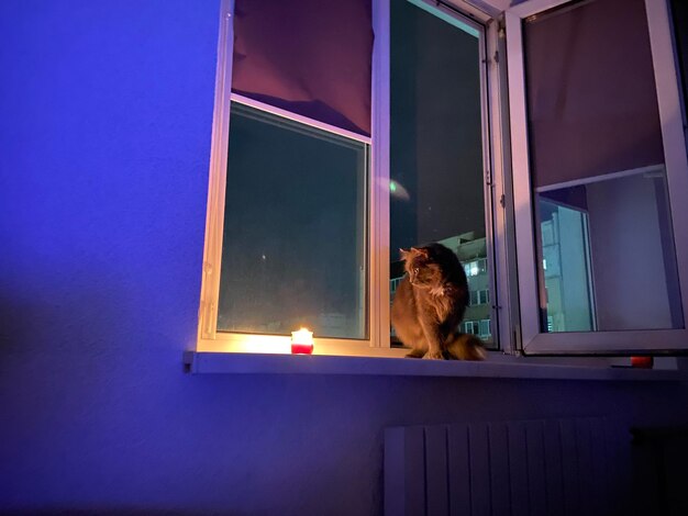 Cat sitting on window in illuminated room