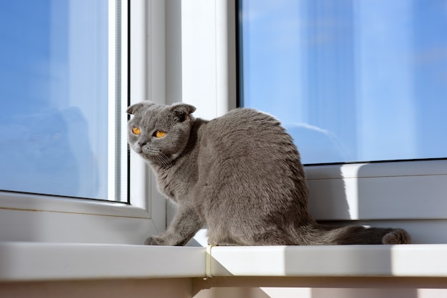 Cat sitting on a window in a scarf and looks into the distance