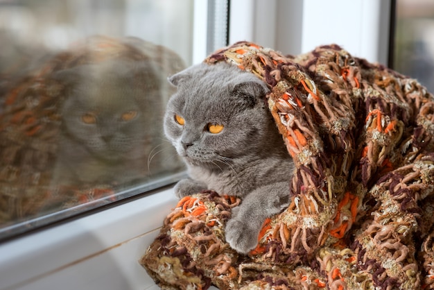 Cat sitting on a window in a scarf and looks into the distance