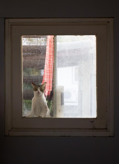 Foto gatto seduto sul davanzale della finestra