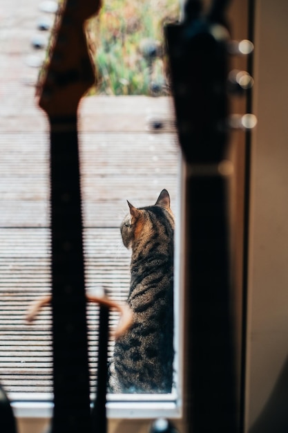 Photo cat sitting on window