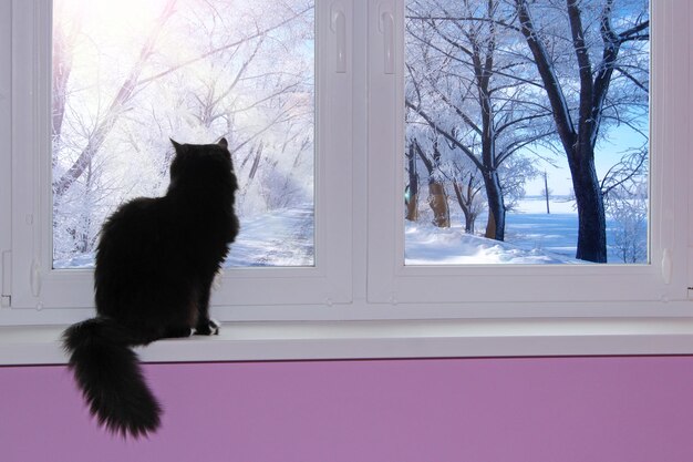 Cat sitting on windowsill and looking out window on bright winter day Black cat admiring winter view from window with trees in hoarfrost Pet enjoying view from window Bright winter day