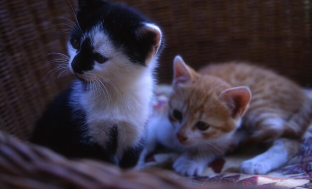 Foto il gatto seduto sul davanzale della finestra