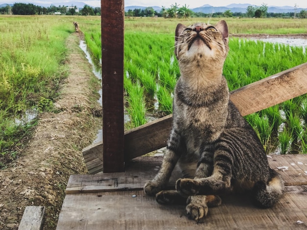 Cat sitting on wood against plants at farm