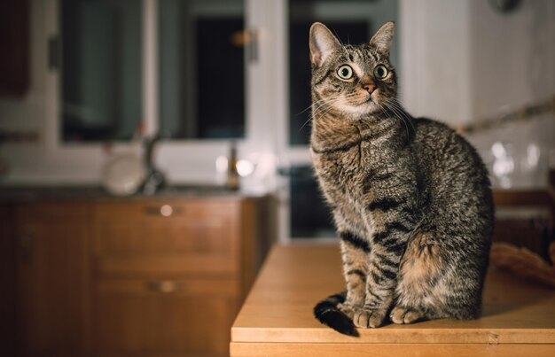 Photo cat sitting on wood at home