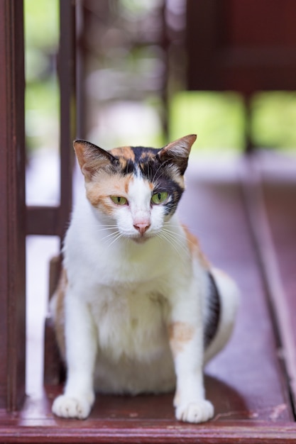 Кот сидит на деревянном балконе