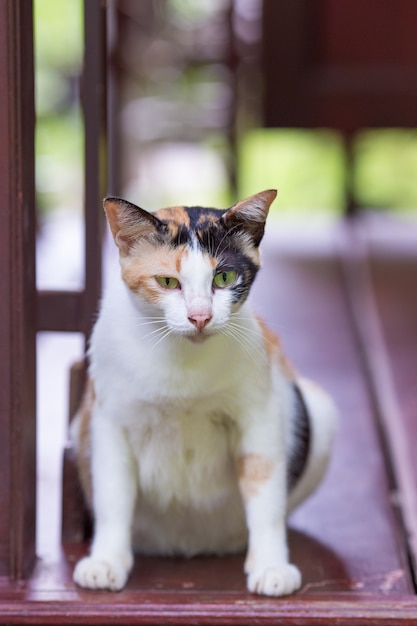 Cat sitting on a wooden balcony