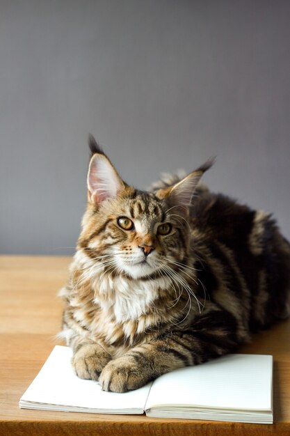 cat sitting on a wooden table and reading a book