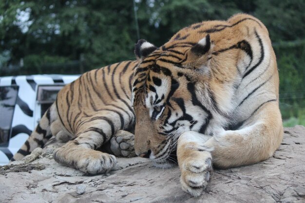 Cat sitting in a zoo