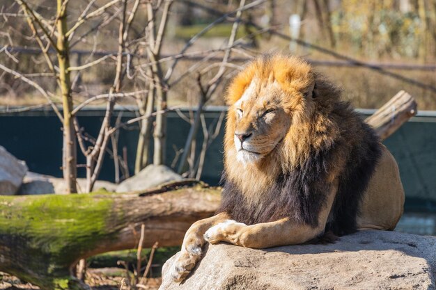 Cat sitting in a zoo