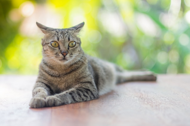 猫は床で寝る