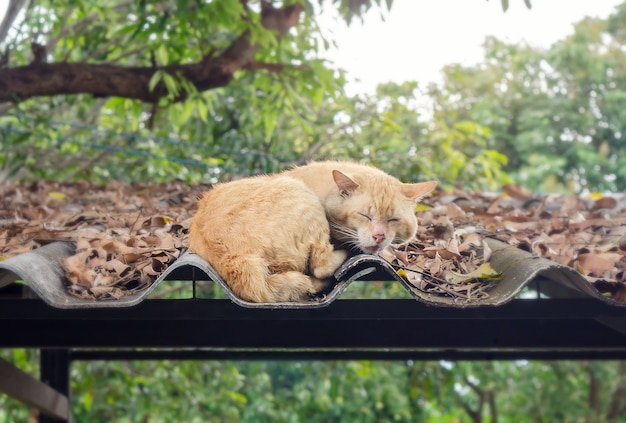 写真 屋上の猫の眠り