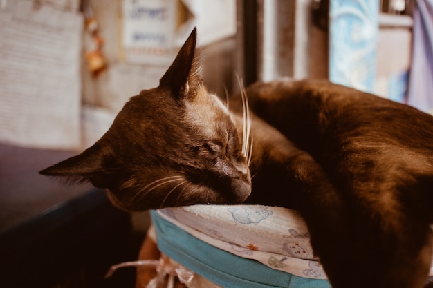 Кошка спит на мягкой подушечке, имея сладкий сон.