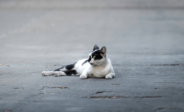 The cat sleep on the street.