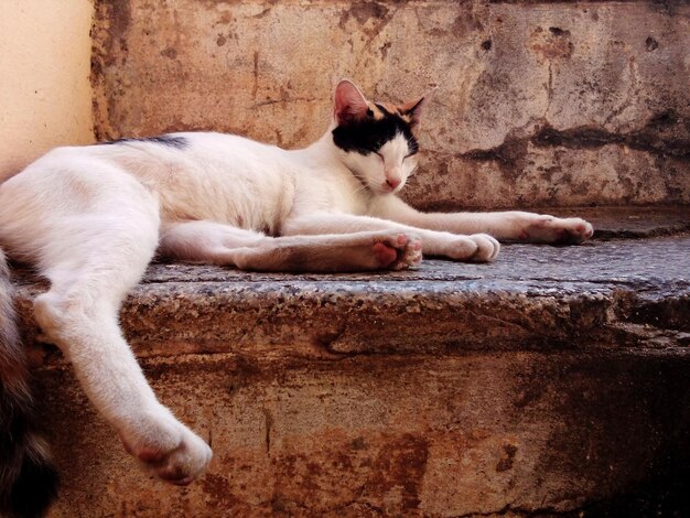 写真 壁に寄りかかって寝ている猫