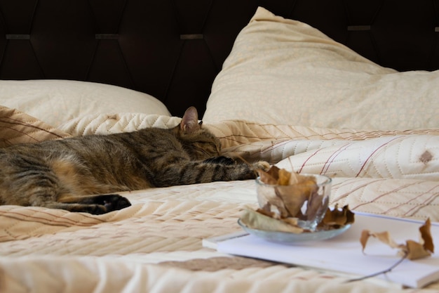 Foto gatto che dorme sul letto a casa