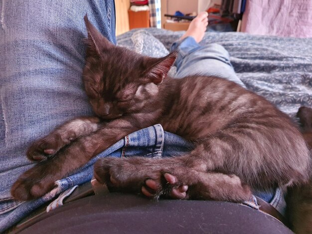 Photo cat sleeping on bed