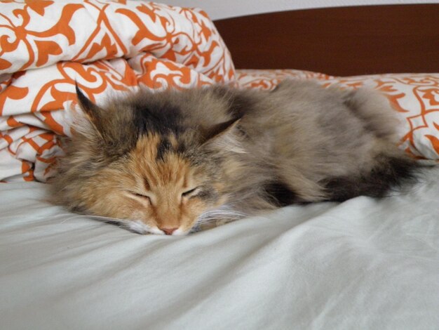 Cat sleeping on bed