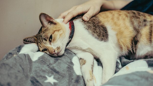 Photo cat sleeping on bed