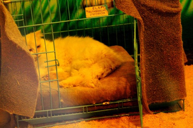 Cat sleeping in cage