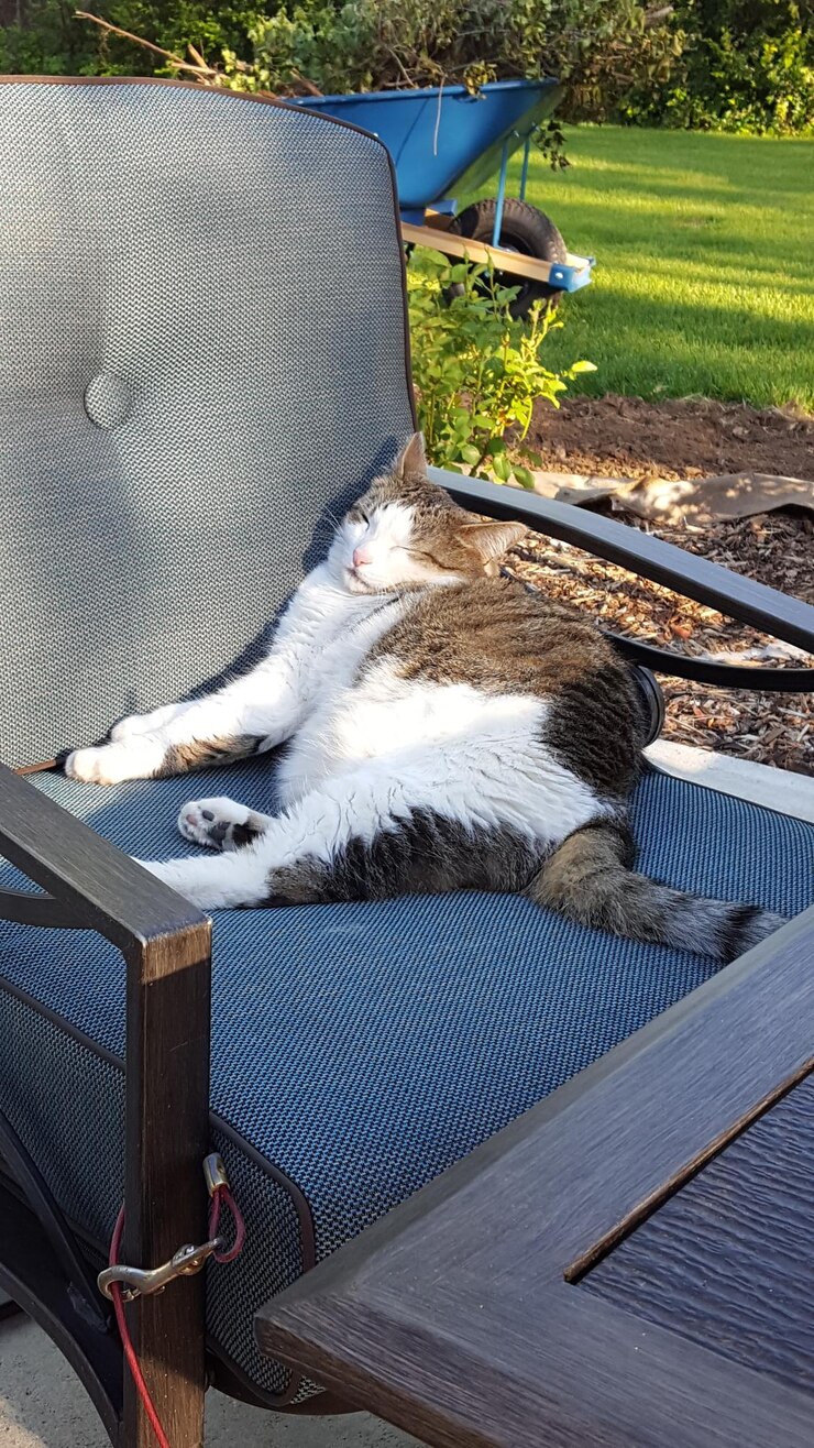 Photo cat sleeping on chair