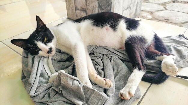 A cat sleeping on a cloth