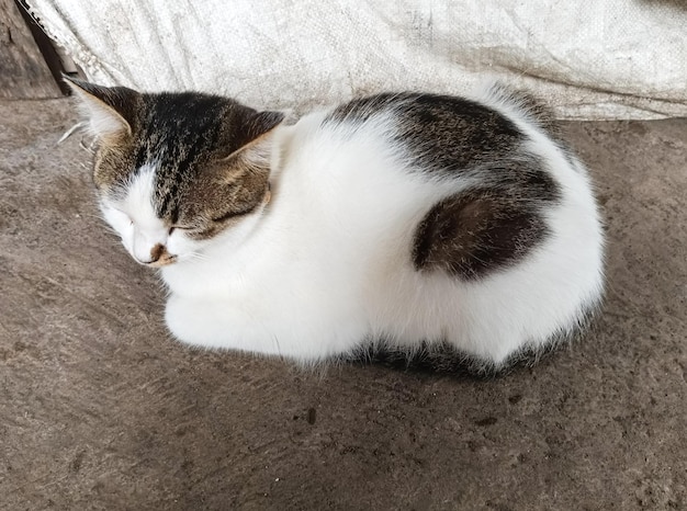 A cat sleeping on a couch with a black spot on its back.