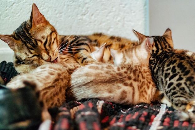 Cat sleeping on couch