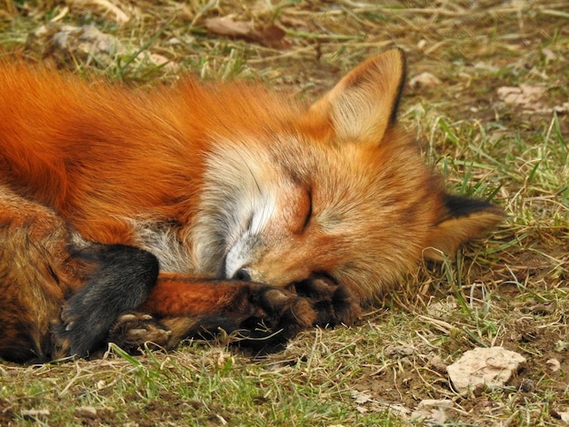 Foto gatto che dorme in un campo