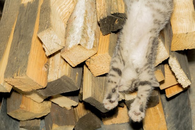 Photo cat sleeping on firewood