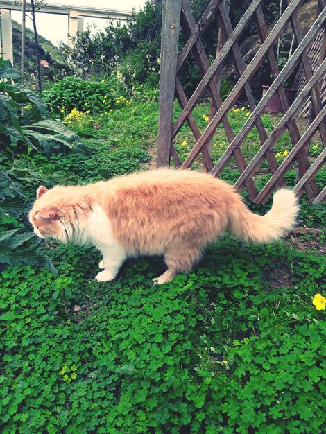 Cat sleeping in a forest