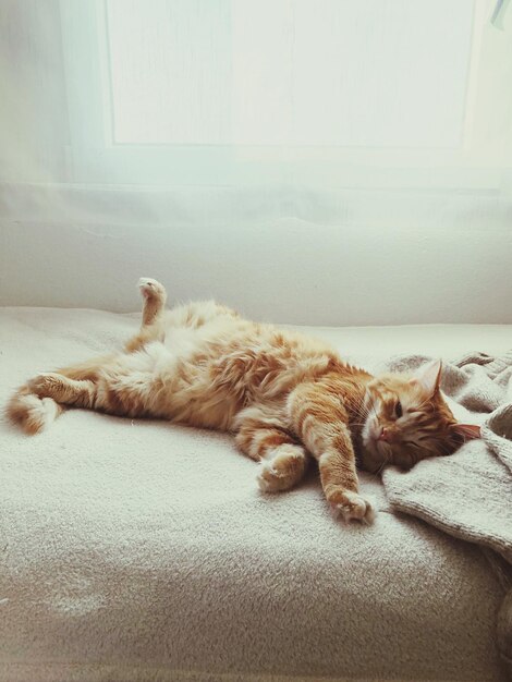 Photo cat sleeping in a home