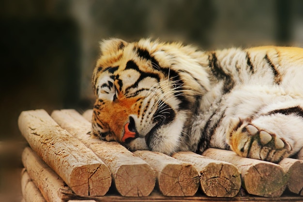 写真 動物園で眠っている猫