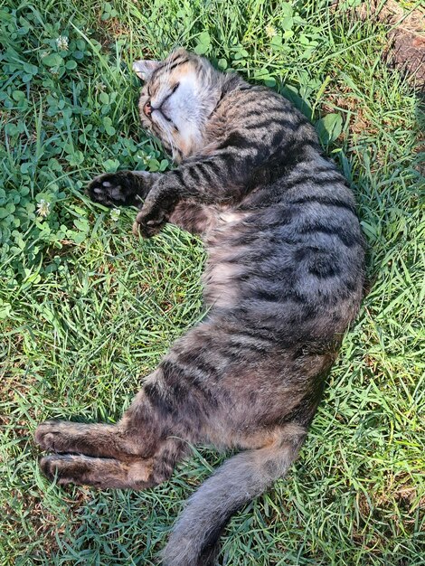 写真 草の中で眠っている猫