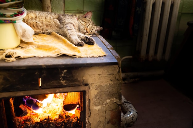 写真 ホームルームのストーブ暖炉の上で寝ている猫