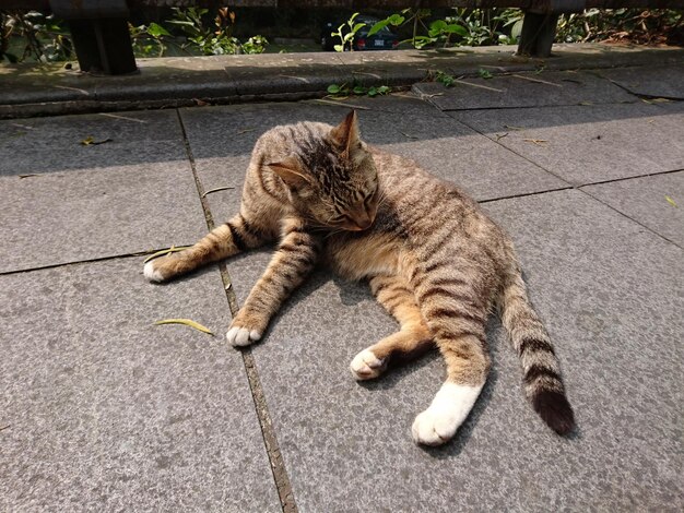 Cat sleeping outdoors