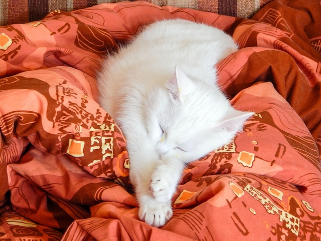 Cat sleeping on a pillow
